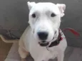 Penelope