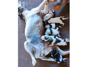 Cachorro raça SRD-ViraLata idade 2 a 6 meses nome Cleire 