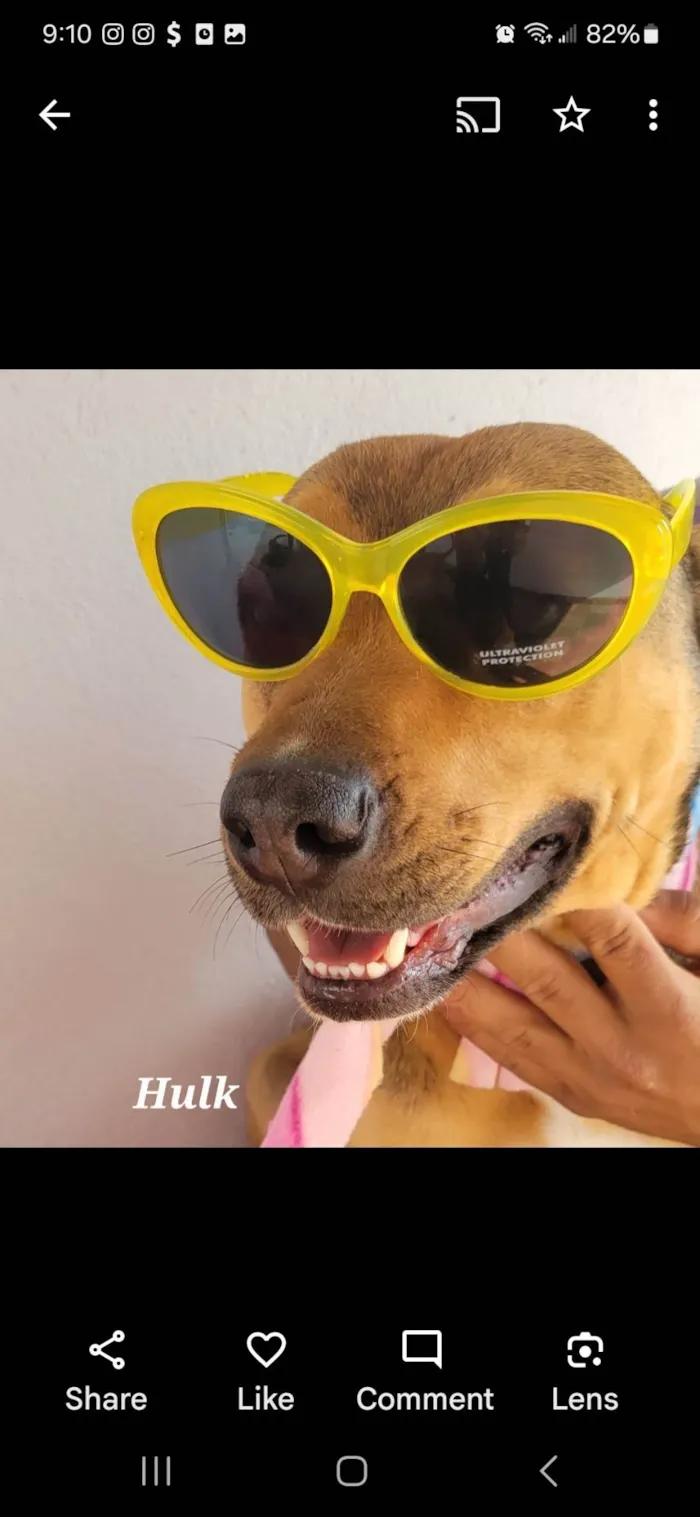 Cachorro ra a SRD-ViraLata idade 5 anos nome HULK