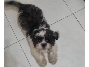 Cachorro raça Shitzu idade 2 a 6 meses nome Asafe