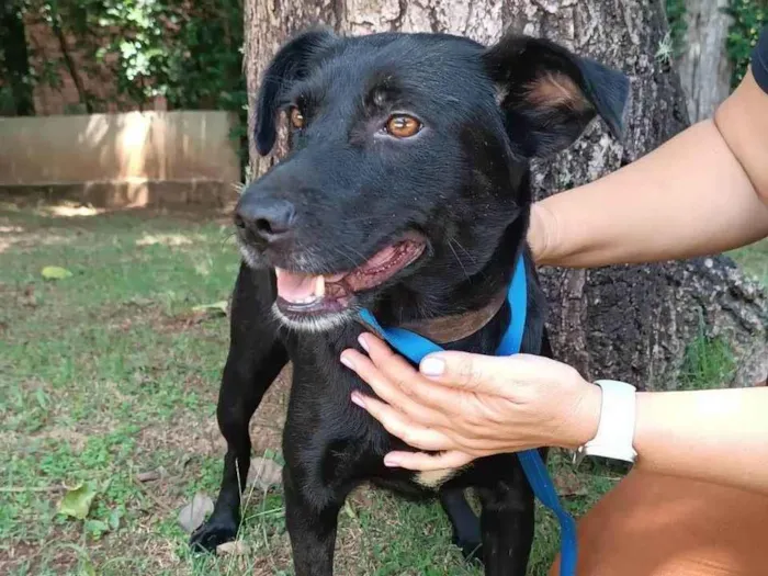 Cachorro ra a SRD-ViraLata idade 3 anos nome Ipanema 