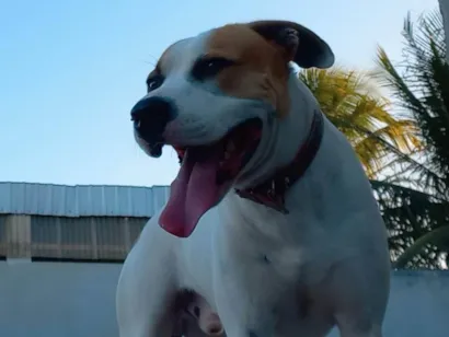 Cachorro raça Pit-Bull idade 1 ano nome Nolan