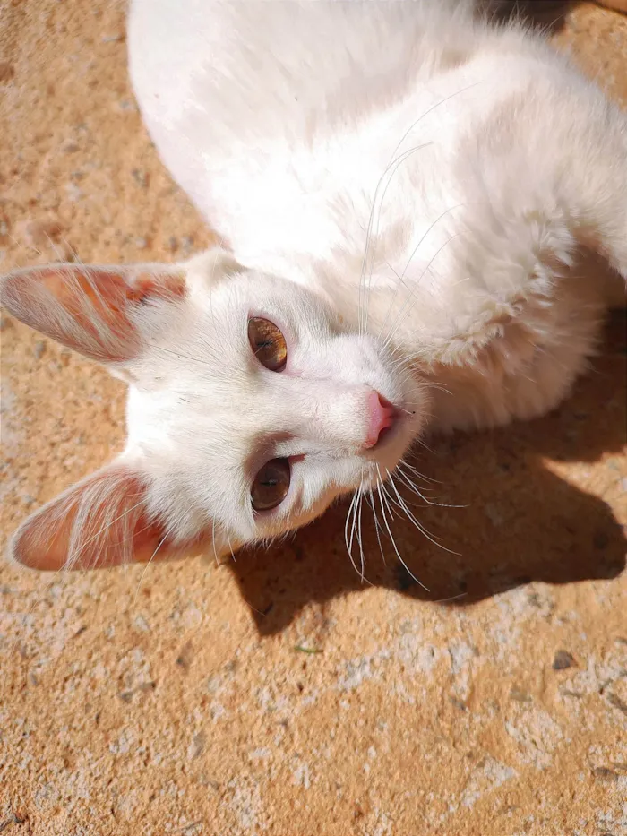 Gato ra a SRD-ViraLata idade 2 a 6 meses nome Maquin