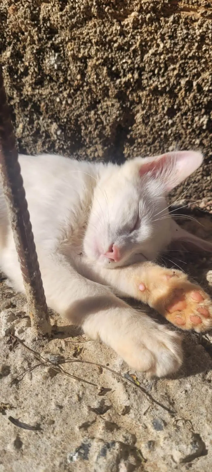 Gato ra a SRD-ViraLata idade 2 a 6 meses nome Maquin