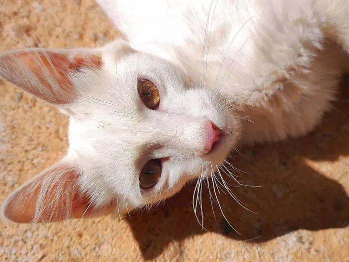 Gato ra a SRD-ViraLata idade 2 a 6 meses nome Maquin