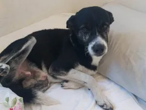 Cachorro raça SRD-ViraLata idade 5 anos nome Chico