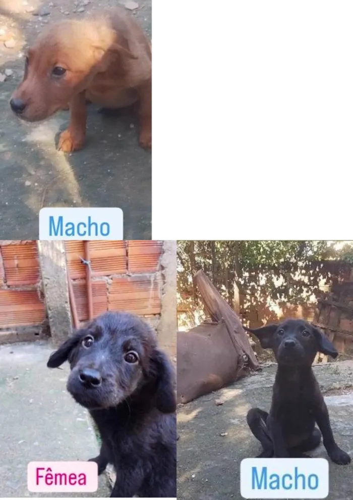 Cachorro ra a SRD-ViraLata idade 2 a 6 meses nome Sem nome 