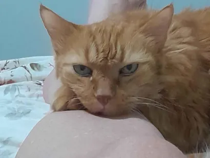 Gato raça SRD-ViraLata idade 6 ou mais anos nome Julio