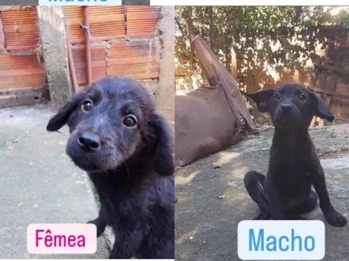 Cachorro ra a SRD-ViraLata idade 2 a 6 meses nome Sem nome 