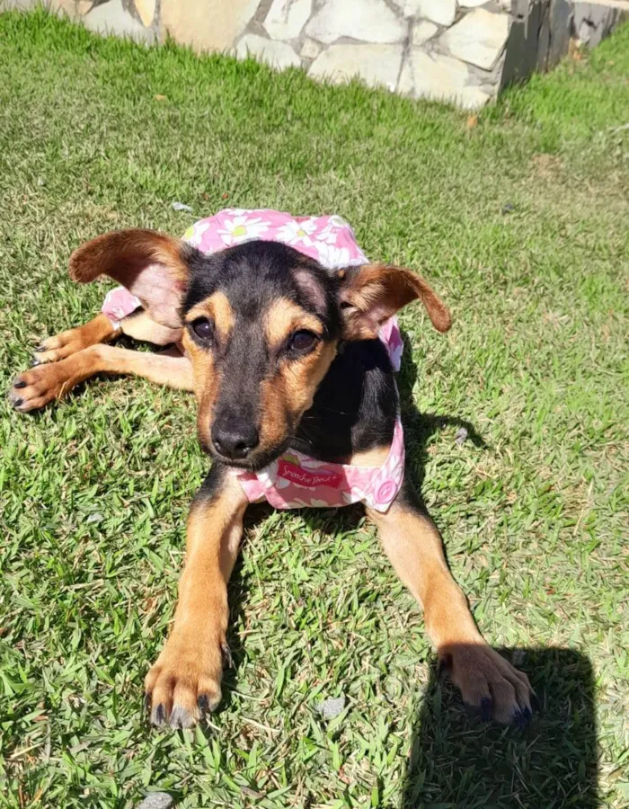 Cachorro ra a SRD-ViraLata idade 2 a 6 meses nome MAYA