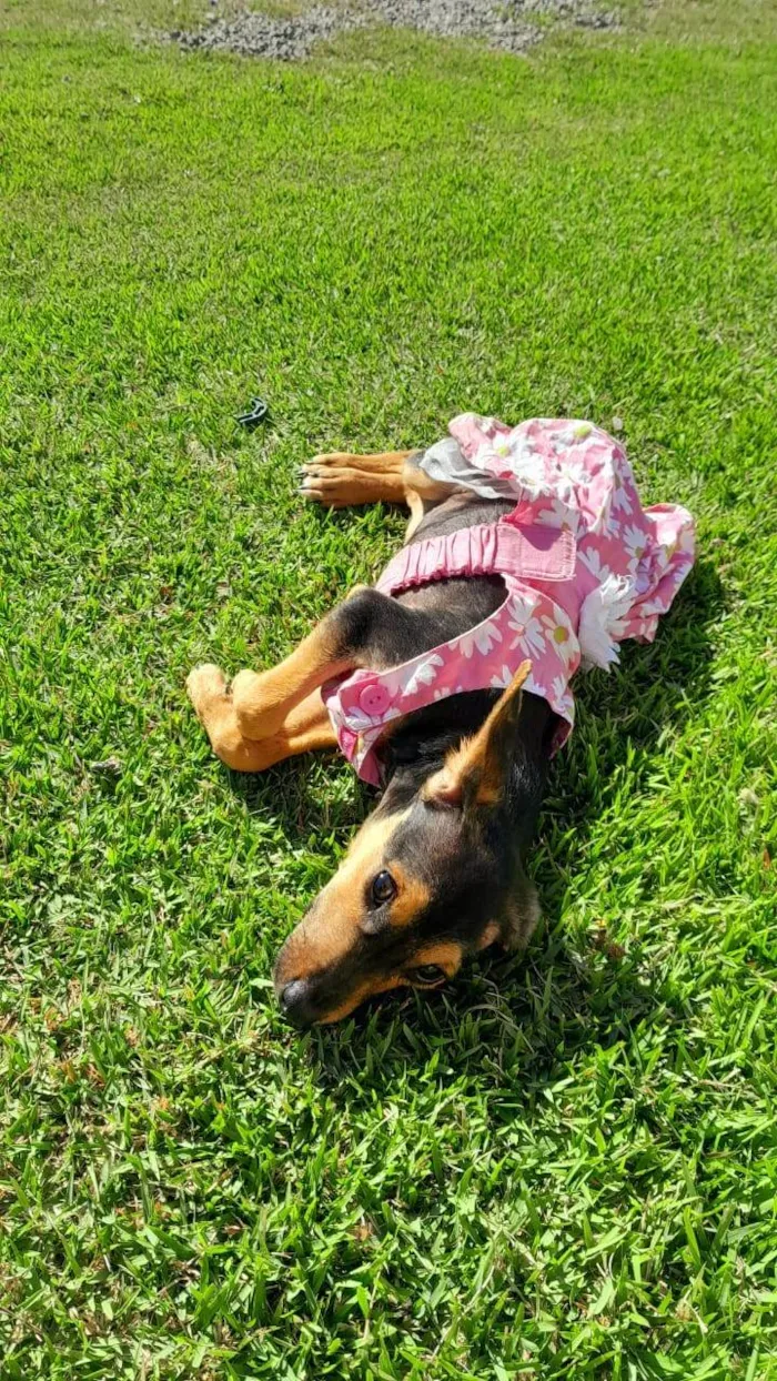 Cachorro ra a SRD-ViraLata idade 2 a 6 meses nome MAYA