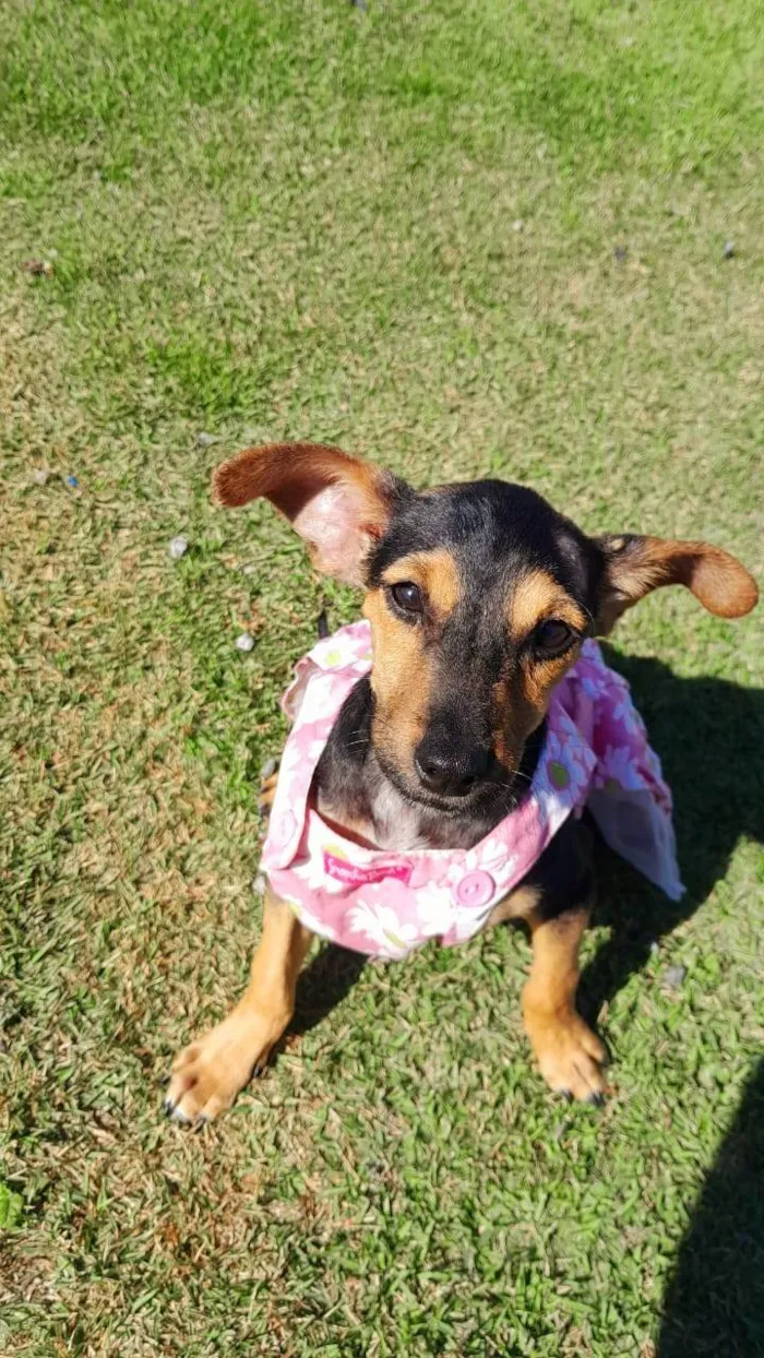 Cachorro ra a SRD-ViraLata idade 2 a 6 meses nome MAYA