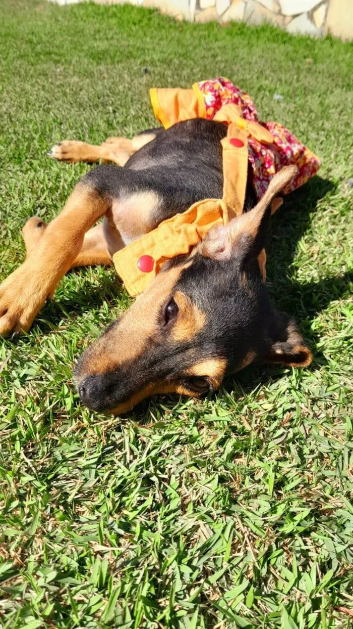 Cachorro ra a SRD-ViraLata idade 2 a 6 meses nome MAYA