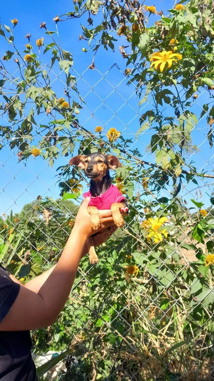 Cachorro ra a SRD-ViraLata idade 2 a 6 meses nome MAYA