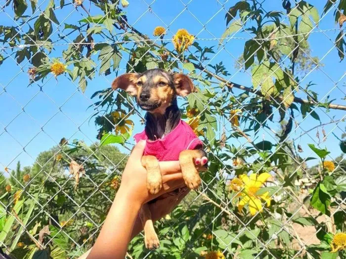 Cachorro ra a SRD-ViraLata idade 2 a 6 meses nome MAYA