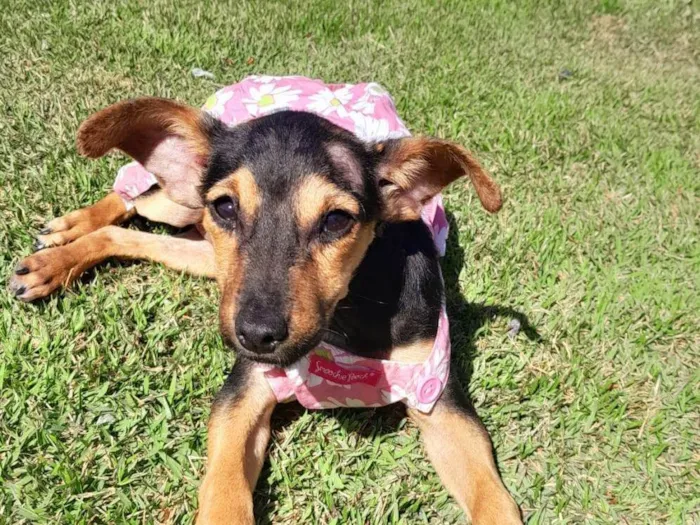 Cachorro ra a SRD-ViraLata idade 2 a 6 meses nome MAYA