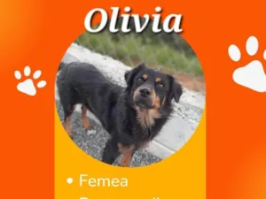 Cachorro raça Srd idade 2 anos nome OLIVIA