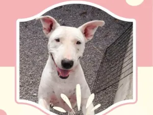 Cachorro raça SRD  idade 1 ano nome Penelope
