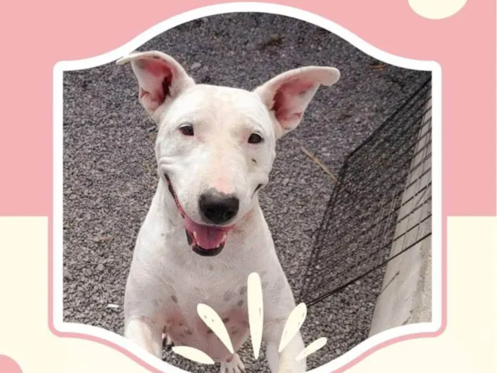 Cachorro ra a SRD  idade 1 ano nome Penelope