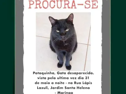 Gato raça SRD-ViraLata idade 4 anos nome Potoquinha