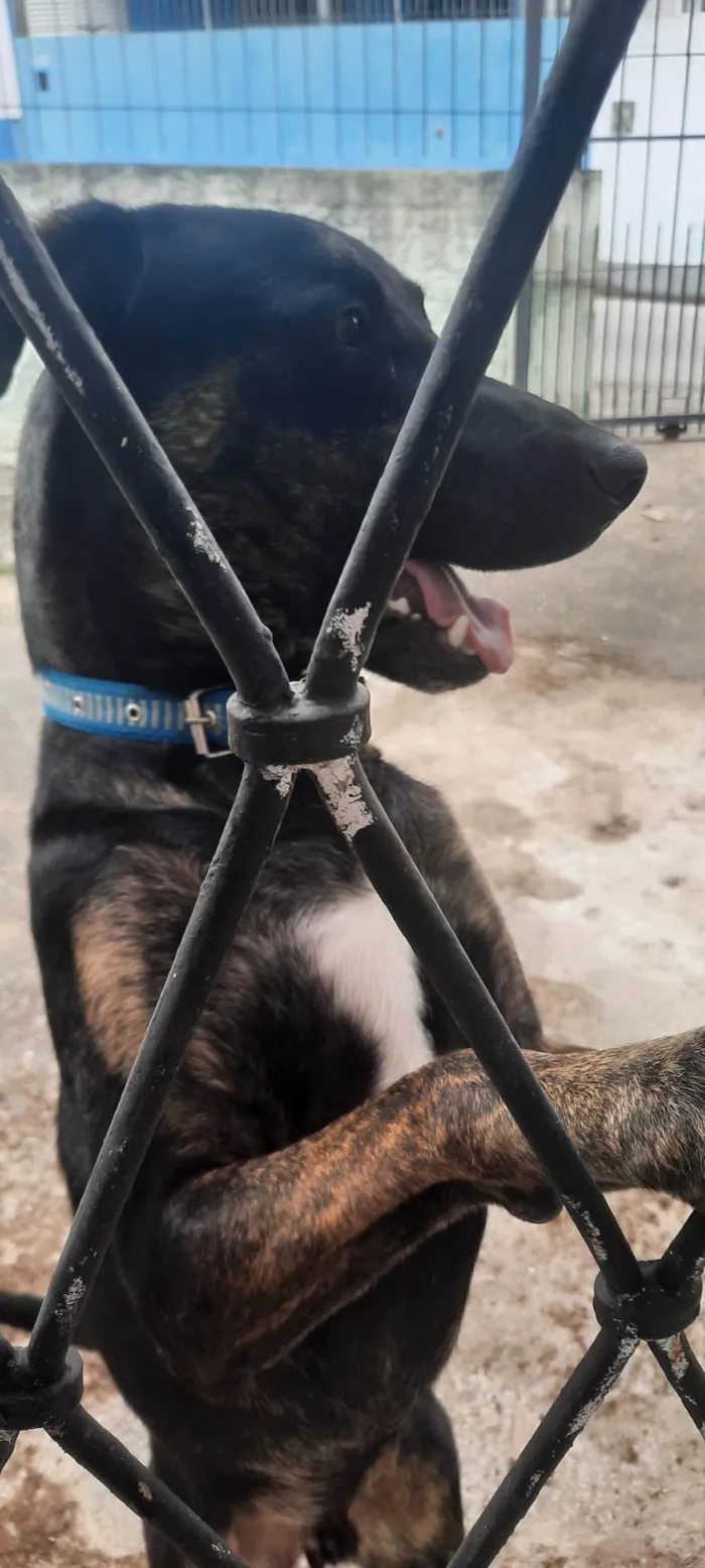 Cachorro ra a SRD-ViraLata idade 7 a 11 meses nome Feijão 