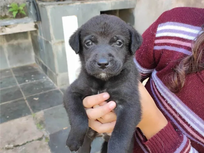 Cachorro ra a SRD-ViraLata idade Abaixo de 2 meses nome Filhotes