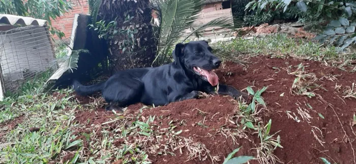 Cachorro ra a Labrador idade 6 ou mais anos nome Pingo