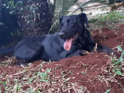 Cachorro raça Labrador idade 6 ou mais anos nome Pingo