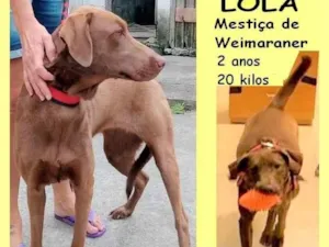 Cachorro raça SRD-ViraLata idade 2 anos nome Lola 