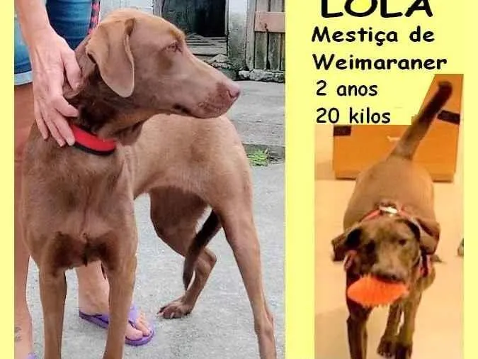 Cachorro ra a SRD-ViraLata idade 2 anos nome Lola 