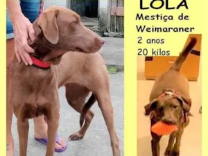 Cachorro raça SRD-ViraLata idade 2 anos nome Lola 