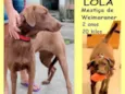 Lola