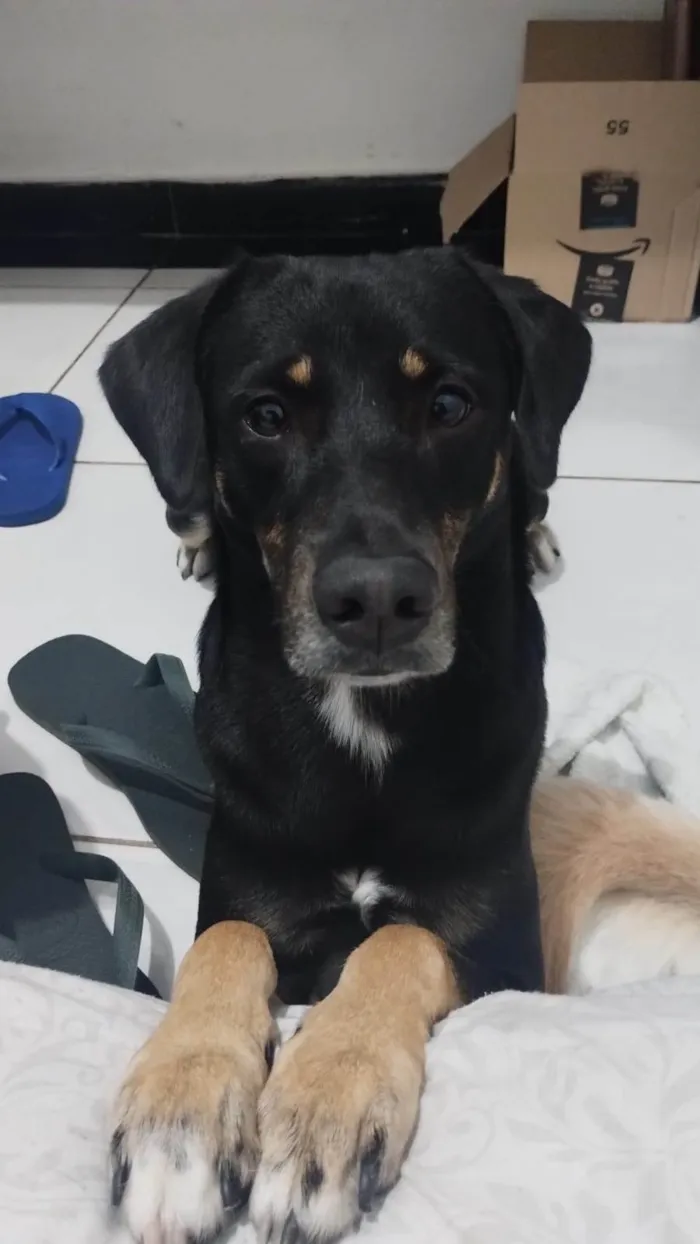 Cachorro ra a SRD-ViraLata idade 1 ano nome Max