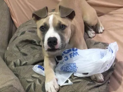 Cachorro raça Pit-Bull idade 7 a 11 meses nome Athena