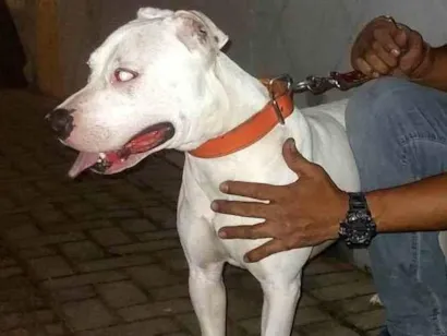 Cachorro raça Pit-Bull idade 2 anos nome Leo 