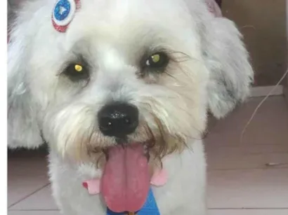 Cachorro raça Poodle idade 2 anos nome Yuki