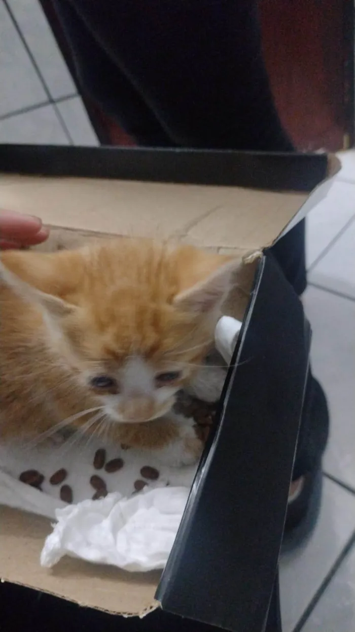 Gato ra a SRD-ViraLata idade Abaixo de 2 meses nome Laranjinha 