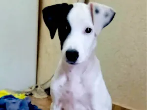 Cachorro raça SRD-ViraLata idade 2 a 6 meses nome Snoop
