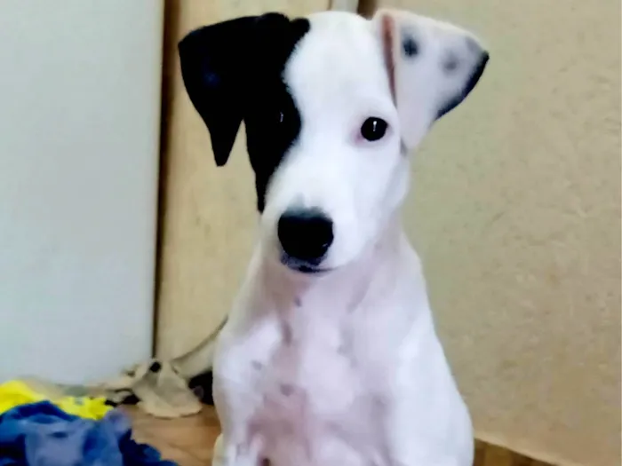 Cachorro ra a SRD-ViraLata idade 2 a 6 meses nome Snoop