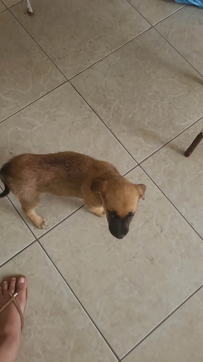 Cachorro ra a SRD-ViraLata idade 2 a 6 meses nome Layla