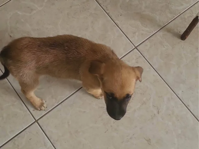 Cachorro ra a SRD-ViraLata idade 2 a 6 meses nome Layla