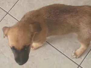 Cachorro raça SRD-ViraLata idade 2 a 6 meses nome Layla