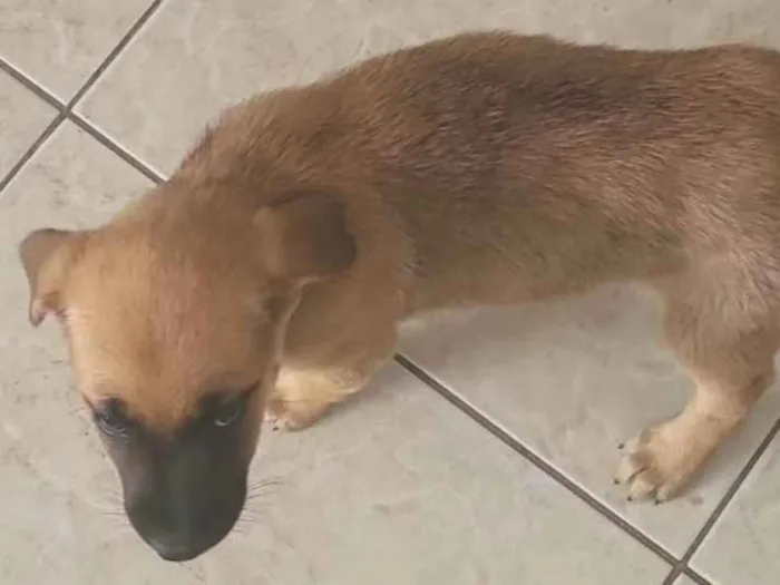 Cachorro ra a SRD-ViraLata idade 2 a 6 meses nome Layla