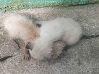 Gato raça Siamês idade Abaixo de 2 meses nome Cinzentos 