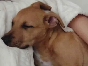 Cachorro raça SRD-ViraLata idade 2 a 6 meses nome Chanel