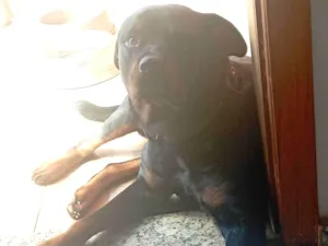 Cachorro raça Rottweiler idade 3 anos nome Hulk 