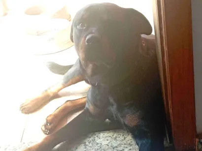 Cachorro raça Rottweiler idade 3 anos nome Hulk 