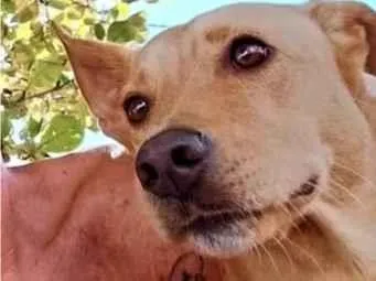 Cachorro raça SRD-ViraLata idade 2 anos nome Brisa 