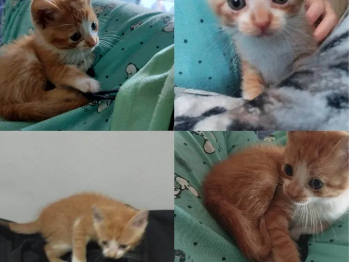 Gato ra a SRD-ViraLata idade Abaixo de 2 meses nome Laranjinha 