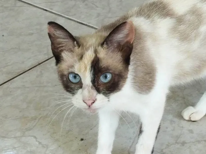 Gato ra a SRD-ViraLata idade 1 ano nome Gatinha adulta